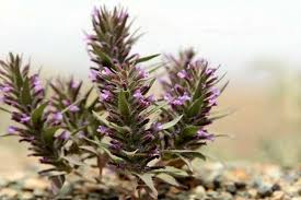 تصویر 4 از کاکوتی مرغوب آذربایجان غربی